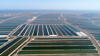 樂亭 海產(chǎn)品養(yǎng)殖產(chǎn)業(yè)的蓬勃發(fā)展與未來展望