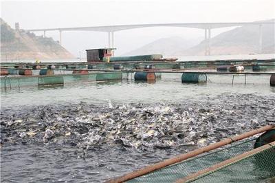 水產(chǎn)養(yǎng)殖相關(guān)法律規(guī)定概述