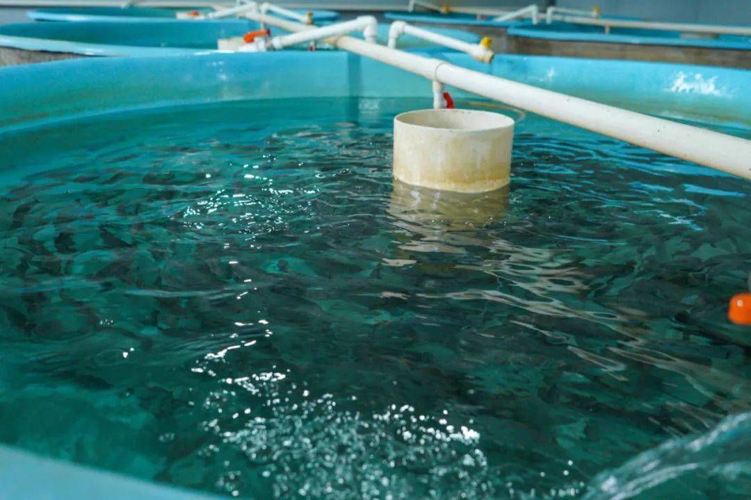 十里鎮(zhèn)實施“三抓三促”行動 陸基養(yǎng)魚拓寬群眾致富路