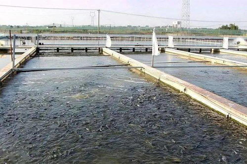 40歲返鄉(xiāng)養(yǎng)水產 從虧損到年入百萬的創(chuàng)業(yè)之路