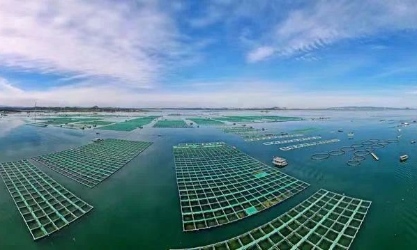 福建漳州 創(chuàng)新多樣化海水養(yǎng)殖模式，鍛造百億級現(xiàn)代漁業(yè)新格局