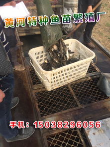 水產(chǎn)養(yǎng)殖魚(yú)苗報(bào)價(jià)及廠家信息 開(kāi)啟您的養(yǎng)殖事業(yè)